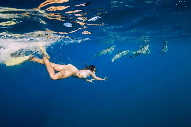 Snorkeling with the dolphins Freeport or Nassau Bahamas
